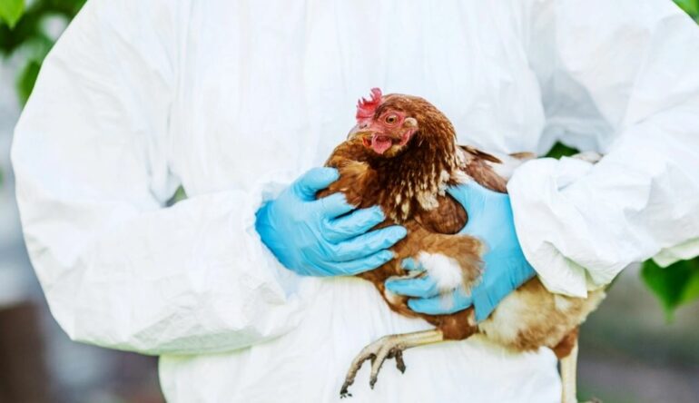 Europa në alarm nga gripi i shpendëve, shtohen rastet, rritet rreziku për infektimin e njerëzve