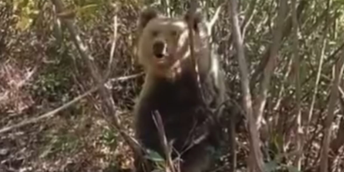 Prej 7 ditësh i ngecur në çark, ariu i murrmë nuk i&#8217;a del dot 