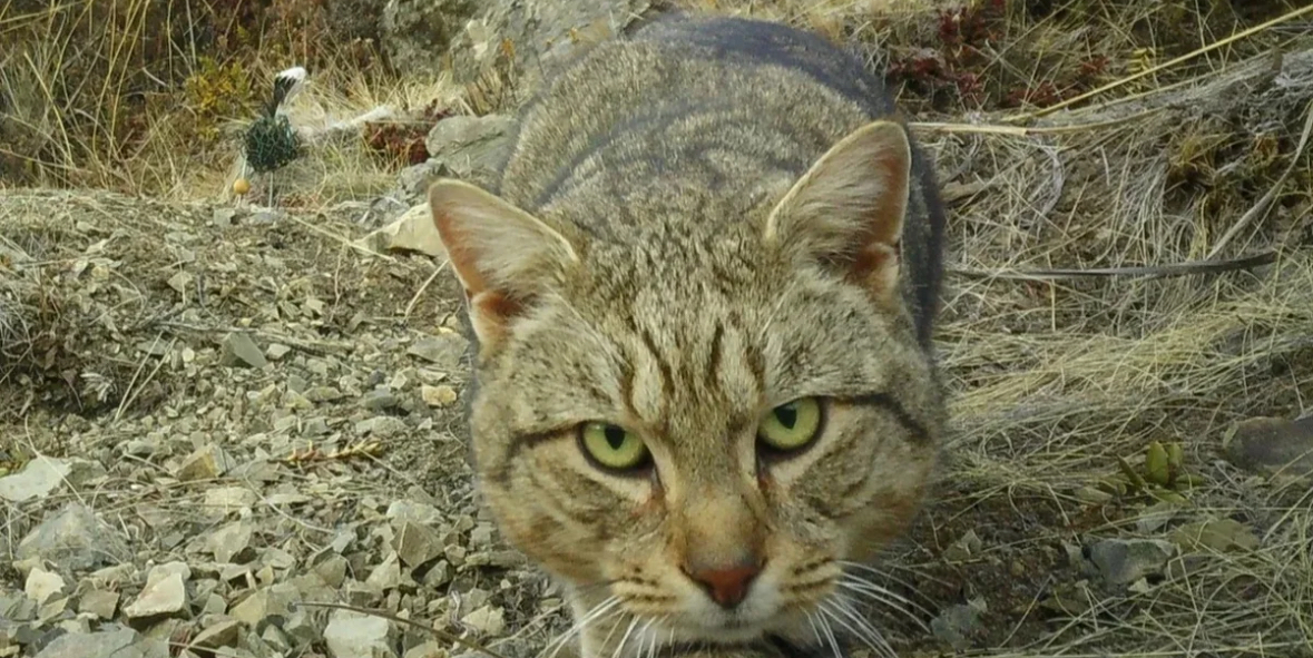 Zelanda e Re do të eliminojë të gjitha macet e egra deri në vitin 2050, pasi i konsideron një kërcënim për biodiversitetin 