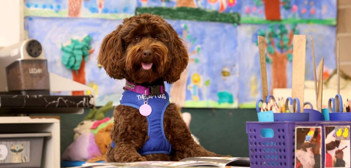 Në këtë shtet qentë po shkojnë në “shkollë” për një arsye shumë thelbësore… 