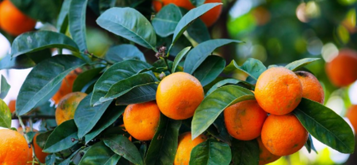 Përfitoni vitaminën C nga fruti më i preferuar i stinës, zbuloni çfarë efektesh sjell konsumi i mandarinave 