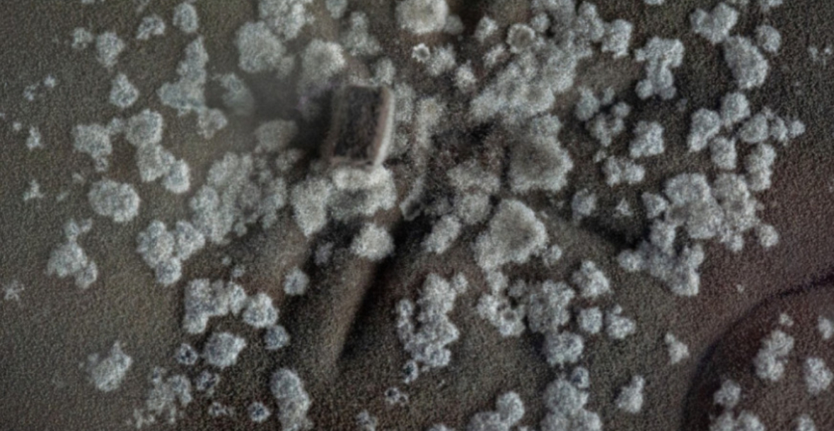 Kërpudhat e zeza misterioze në Çernobil që “hanë” rrezatimin