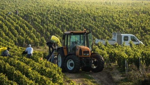 Abuzime me skemën e mbështetjes për fermerët, pezullohen 2 inspektorë të AZHBR-së dhe 6 veterinerë 