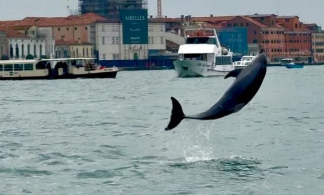 Delfini shkëputet nga tufa dhe ‘këmbëngul’ të qëndrojë pranë njerëzve, dhuron spektakël (VIDEO)