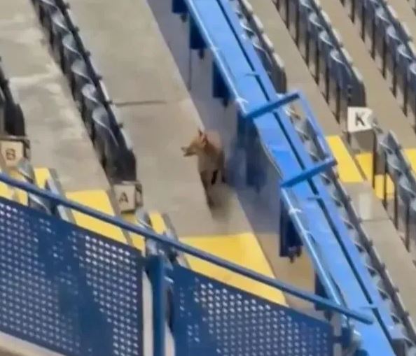 Një dhelpër shëtit në stadiumin “Stamford Bridge” para ndeshjes Çelsi-Barcelona (VIDEO)