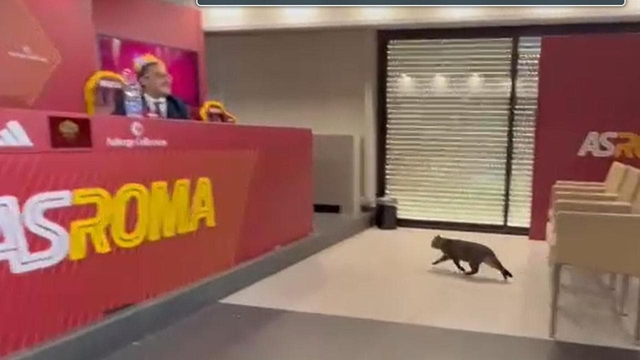 Një maçok i ndërpret Gasperinit konferencën për shtyp