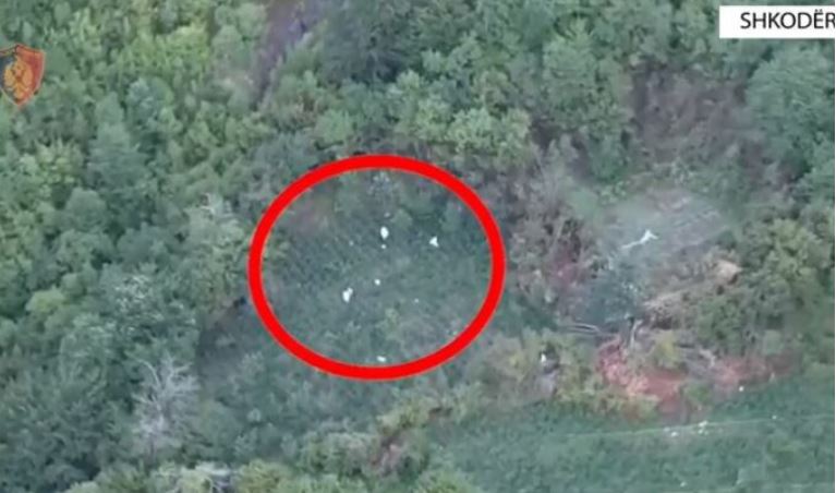 EMRI/ Ngriti plantacion hashashi me mbi 10 mijë bimë narkotike, arrestohet pas dy vitesh 33-vjeçari