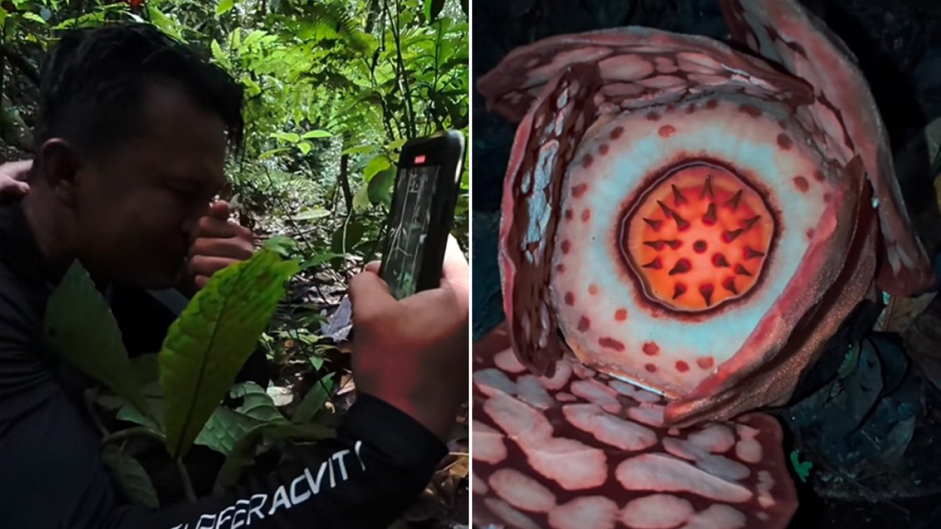 Një shkencëtar zbulon një nga bimët më të rralla në botë 