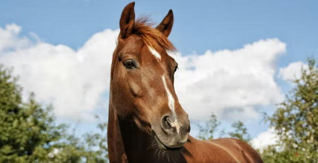 U shty nga kali gjatë një ecje, ndërron jetë 45-vjeçarja në Itali