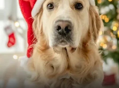 Shkenca thotë: Kënga &#8216;Last Christmas&#8217; i shkakton ankth dhe stres qenve 