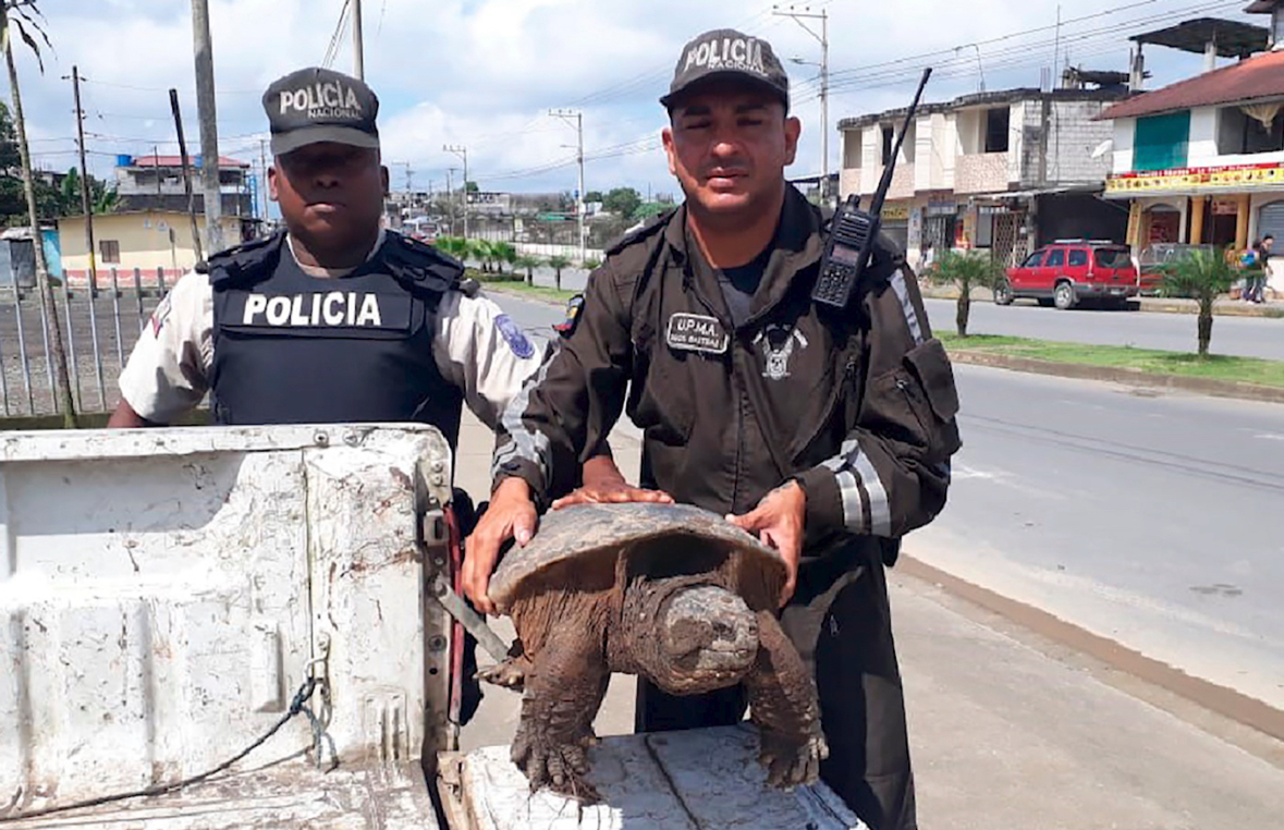 Sekuestrohen 30 mijë kafshë dhe 10 tonë bimë, INTERPOL godet tregtinë e errët
