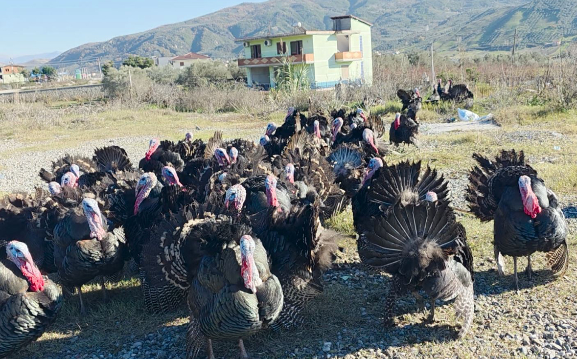 Rritja e gjelit të detit me kosto të lartë, shitja zero! Importi dëmton fermerët