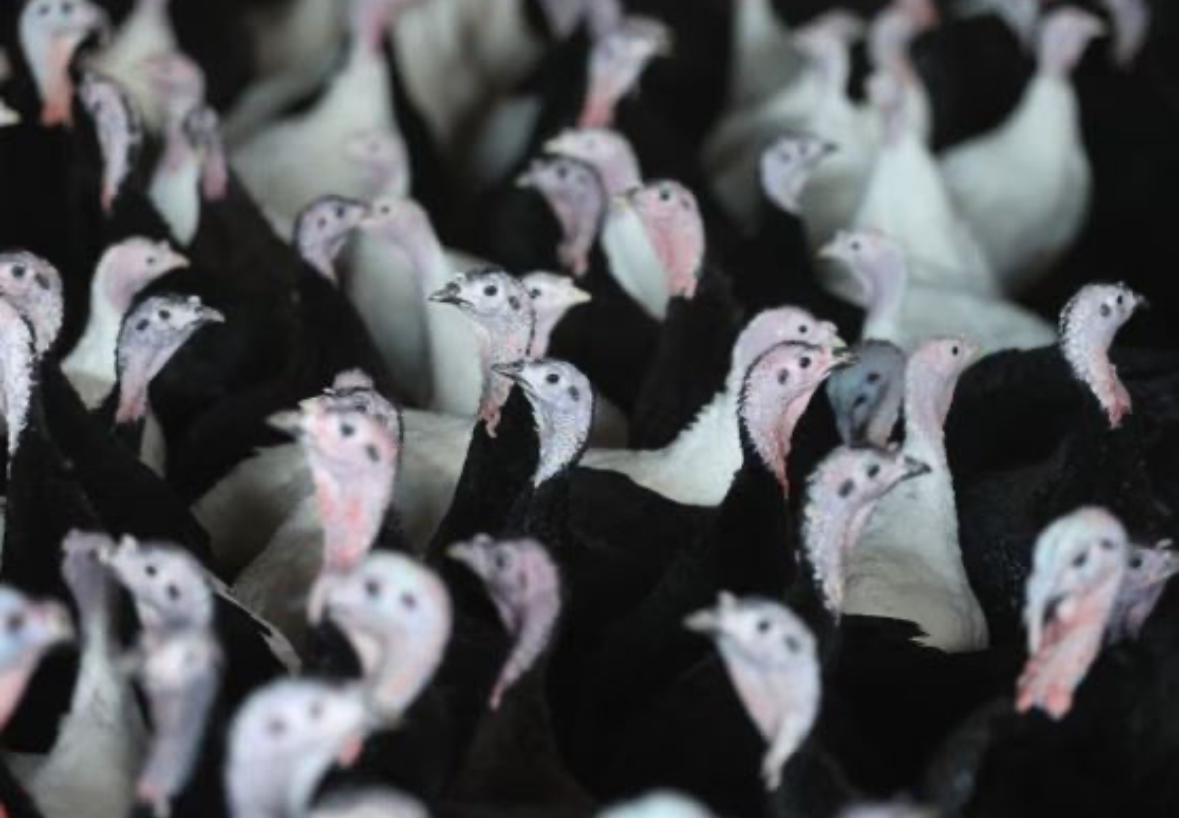 Përhapja e gripit të shpendëve, Anglia furnizohet me gjela deti nga Evropa