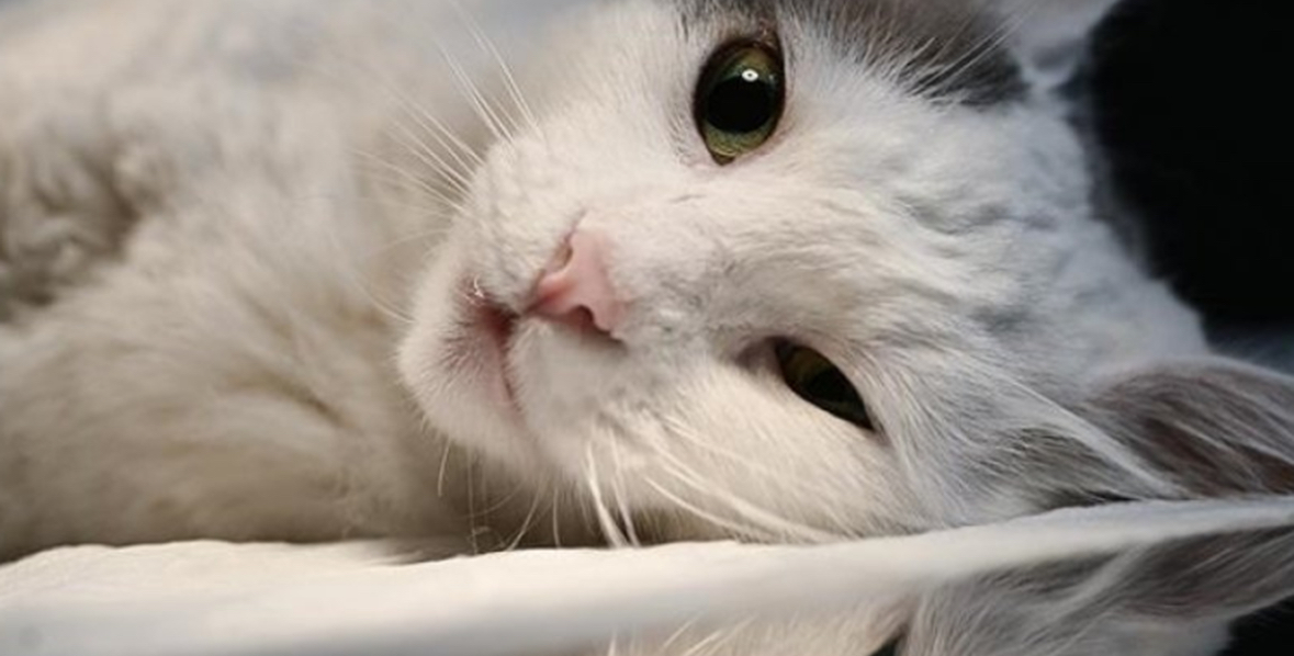 Tajvanezët rrezikojnë gjobë deri në 477 dollarë, nëse s’u vendosin edhe maceve mikroçipa 