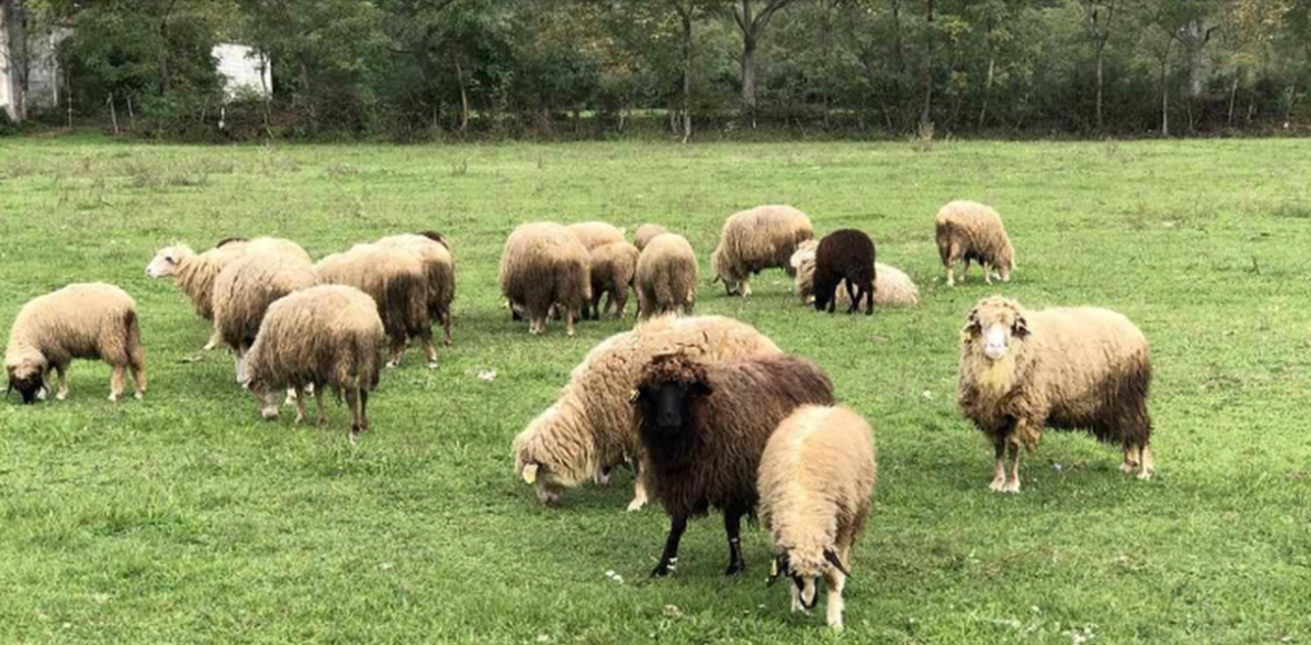 Zhduken 31 dele të sekuestruara, pas verës së Agasit ngrihen dyshime për keqadministrim asetesh