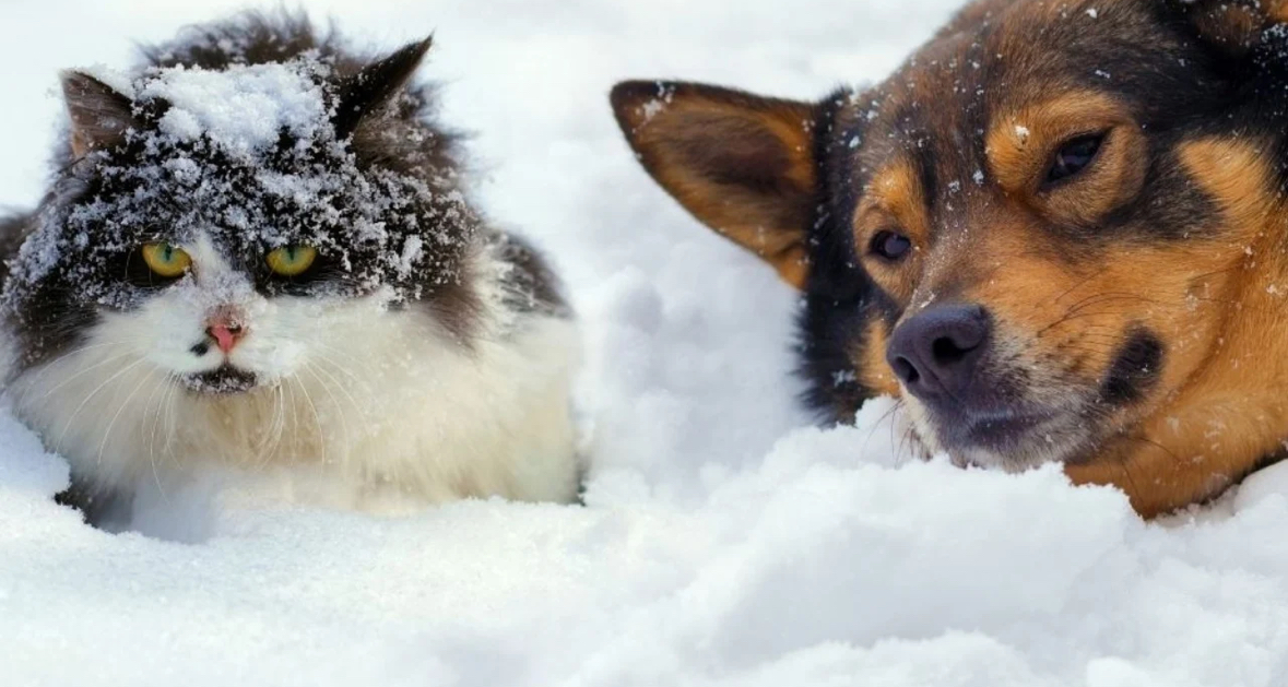 Edhe pse kanë qime, a kanë vërtetë ftohtë kafshët?! Ja se si qëndron e vërteta…