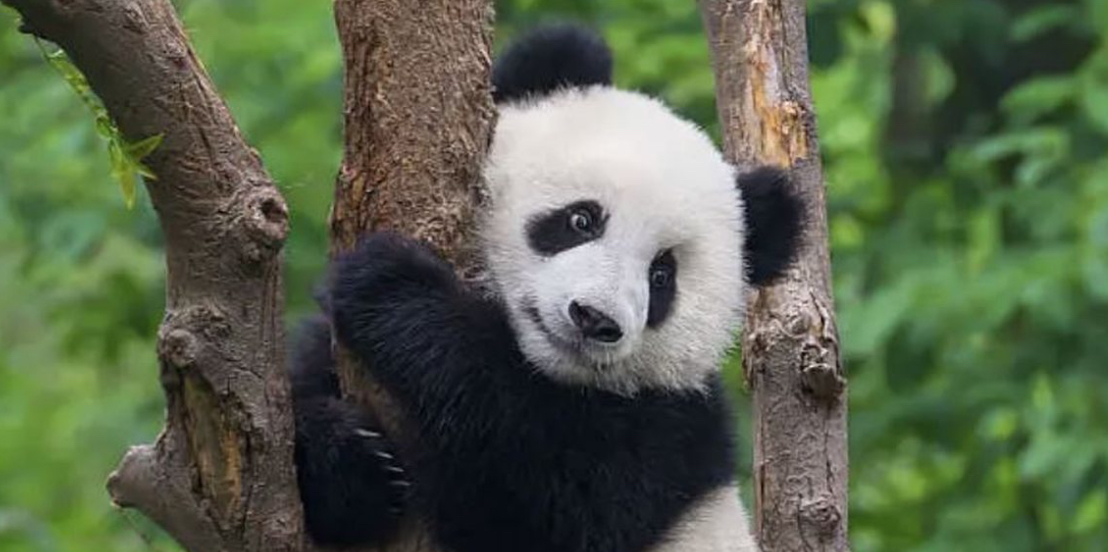 Pandat nuk janë më specie në rrezik zhdukjeje 