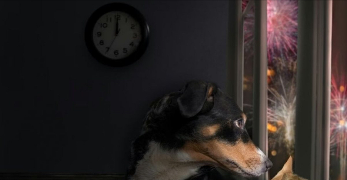 Efektet e fishekzjarrëve te kafshët shtëpiake, si t’i parandaloni ato 