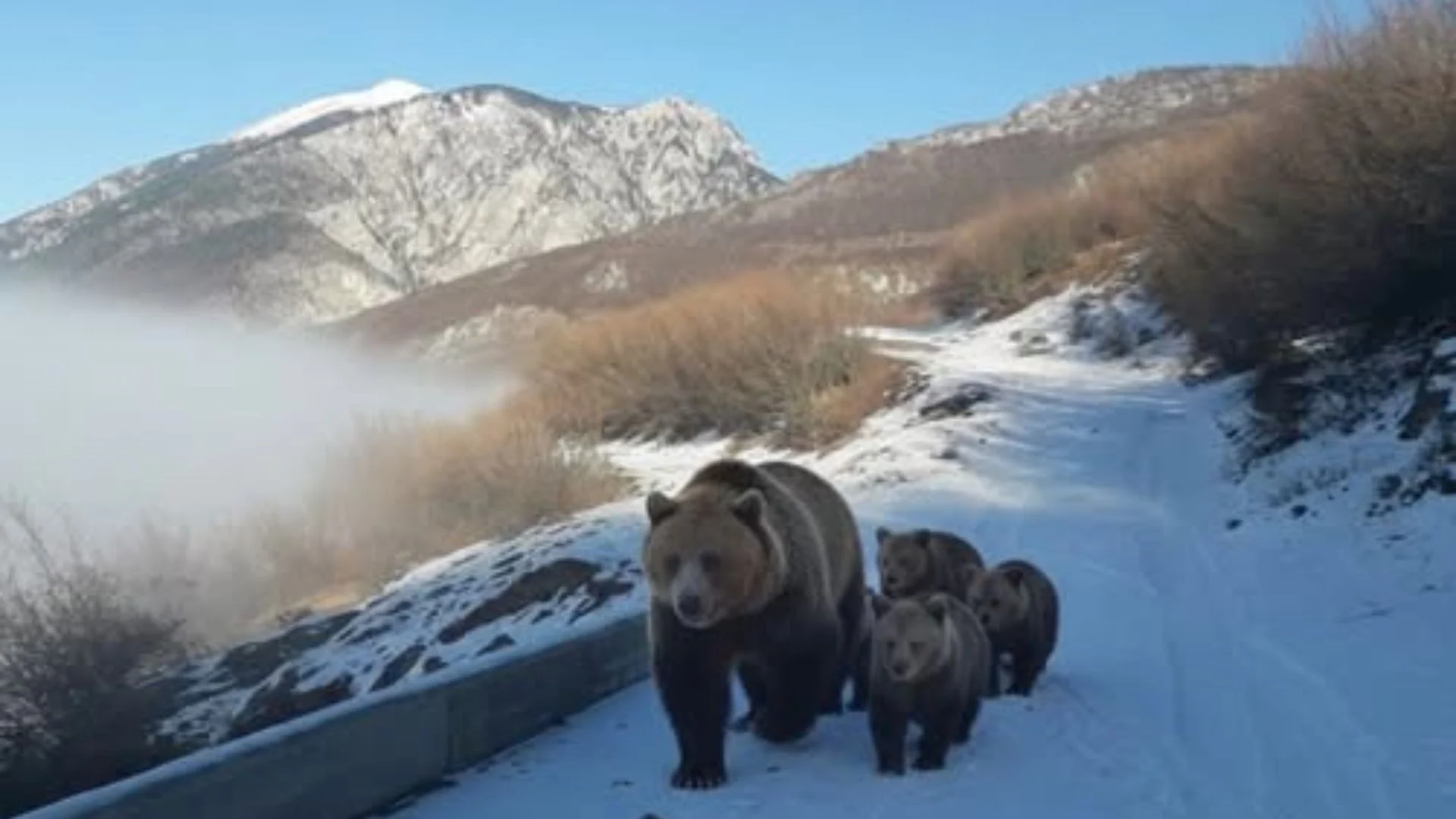 Kukës, banori i zonës ndeshet në rrugë me një arushë dhe tre këlyshët e saj  