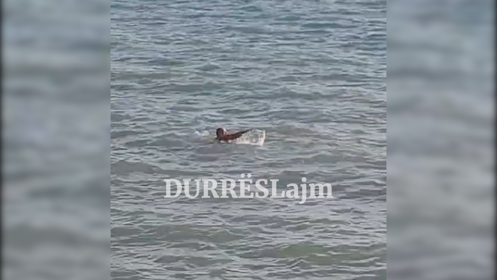 Në Durrës bëhet not më 1 dhjetor (VIDEO)