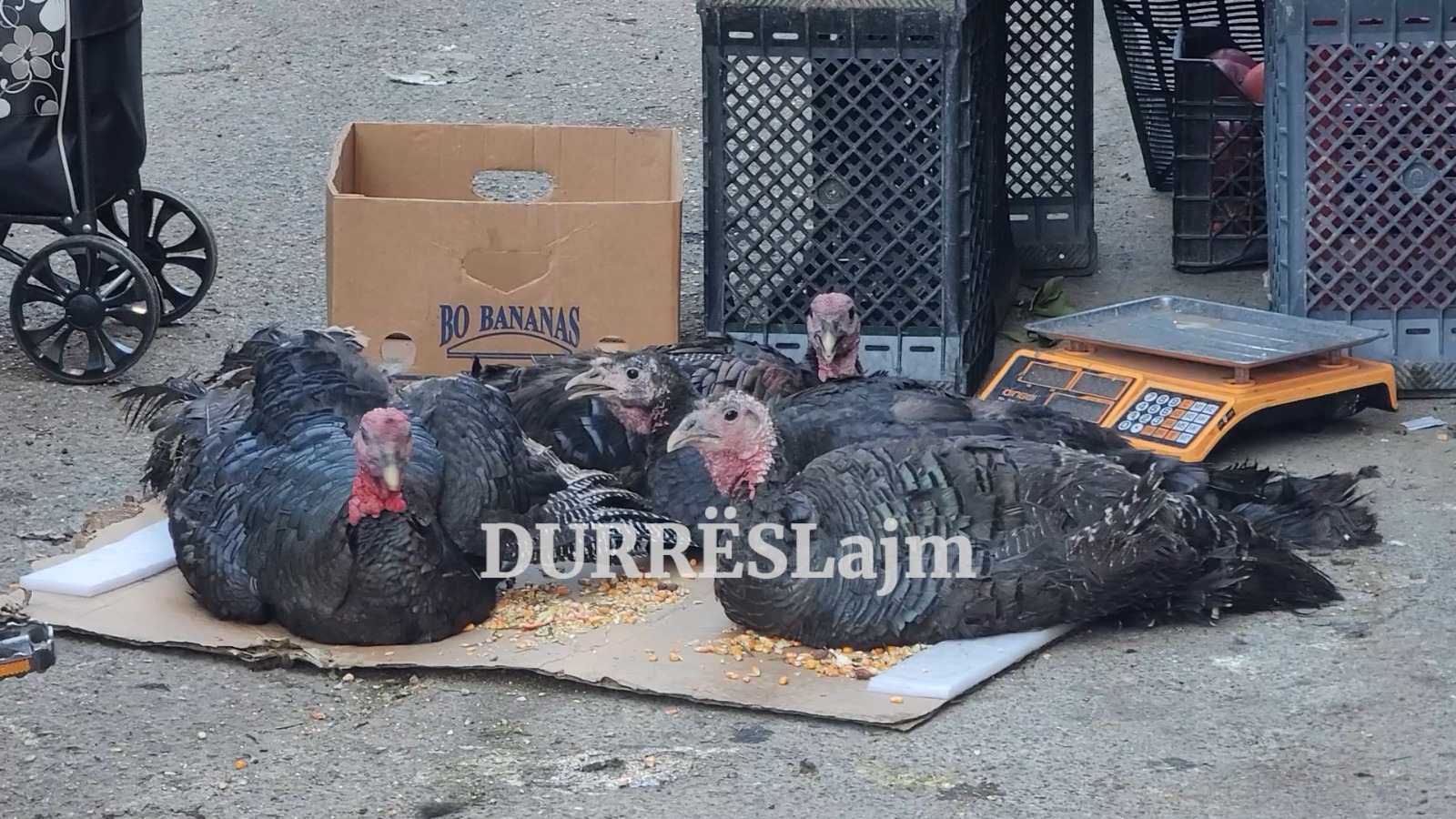 Durrës/ Gjeli i Vitit të Ri do të mungojë në shumë tavolina festive! (VIDEO)