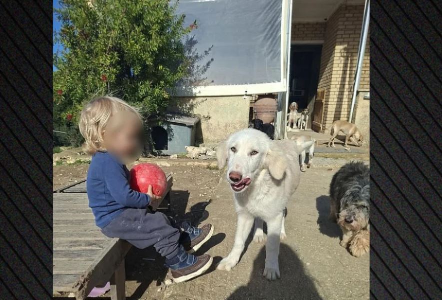 Rrëfimi prekës i nënës së 2-vjeçarit shqiptar që e vrau pit bulli: Qeni u frikësua nga të shtënat e gjuetarëve dhe sulmoi fëmijën tim!