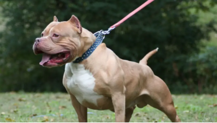 Fëmija 18-muajsh me baba shqiptar sulmohet për vdekje nga pitbulli