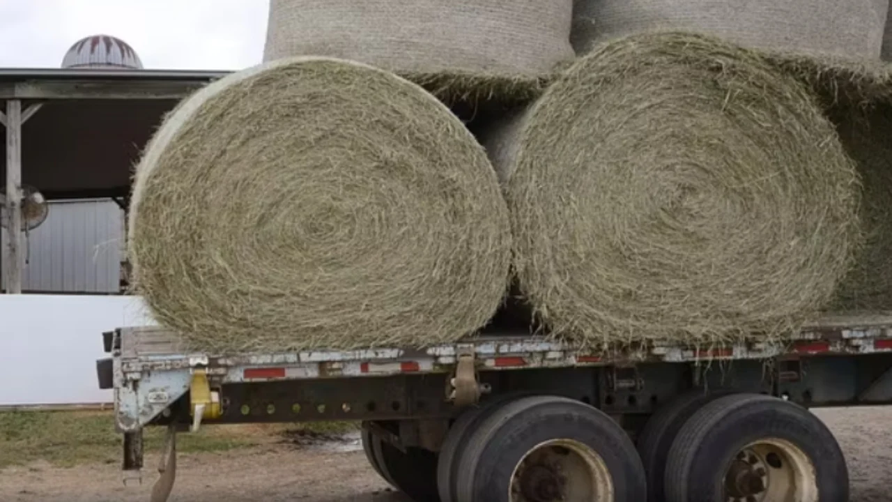 Vdekje e kobshme e të riut në Itali, ngeli i bllokuar në makinerinë që përdorej për të grirë kashtën