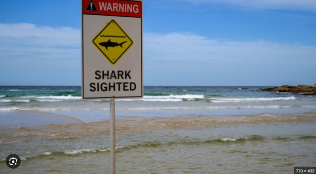 Peshkaqenët sulmojnë në Sidnei, dy persona në gjendje kritike për jetën