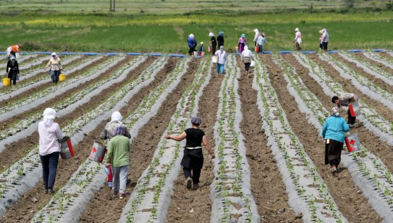BIRN: Censi i Bujqësisë, qeveria bën gati nismën për të dhënat e ekonomisë rurale