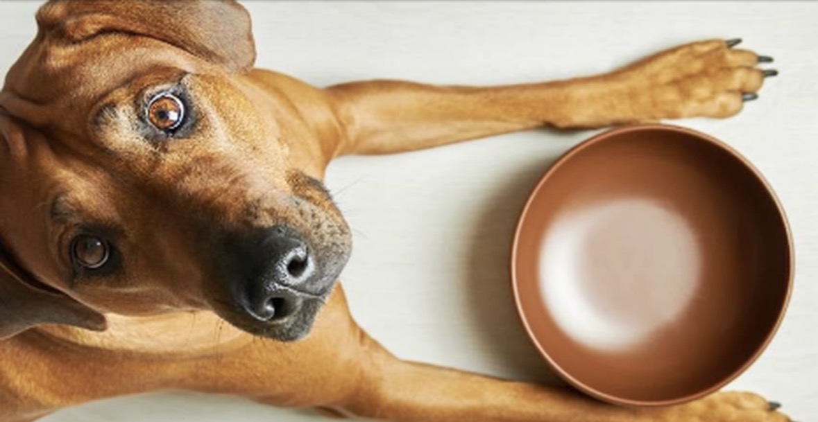 Po e ushqeni gabim qenin tuaj? Këto ushqime mund t’i shkurtojnë jetën 