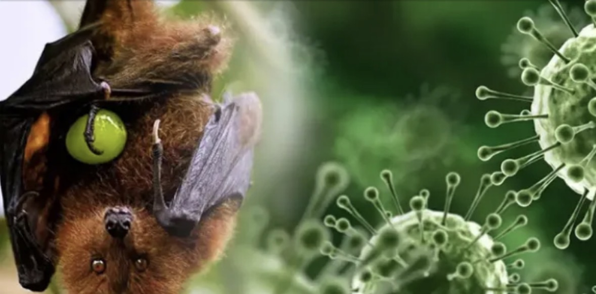 Virusi alarmues në Indi/ Regjistrohen rastet e para pas përhapjes që nga 98′, zbulohet se buron nga… 