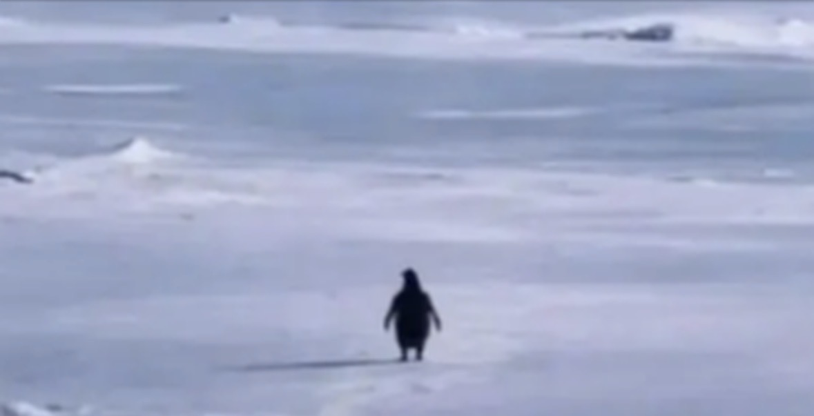 “Pinguini Nihilist” po pushton internetin, gjithçka që duhet të dini rreth meme-s më virale të 2026-ës 