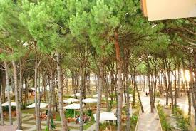 Prerje e paligjshme pishash në Golem, procedohet penalisht 54-vjeçarja