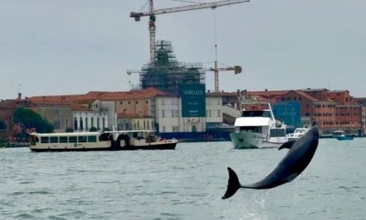Delfini “Mimo” përshtatet në lagunën e Venecias, shkencëtarët kërkojnë rregulla më të forta për anijet
