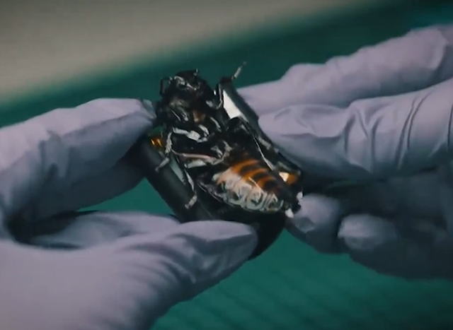 Gjermania prezanton “insektet bionike” për përdorim ushtarak, çfarë janë në gjendje të bëjnë ato