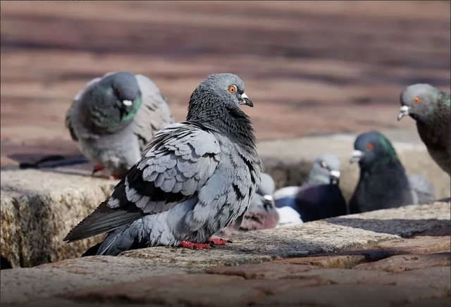 Kontraceptiv për pëllumbat: Nisma e re e Polonisë për kontrollin e mbipopullimit