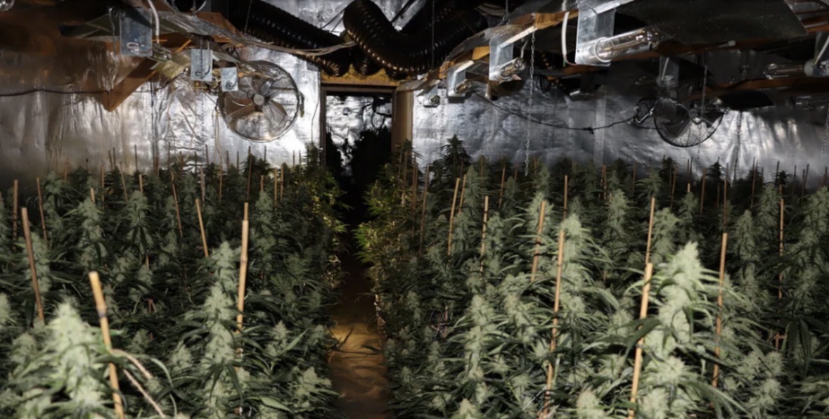 Me vlerë 2 mln euro: Plantacioni i kanabisit të shqiptarëve befason policinë gjermane 