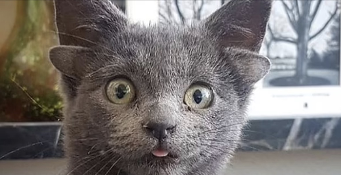 Macja me katër veshë në Alabama bëhet virale 