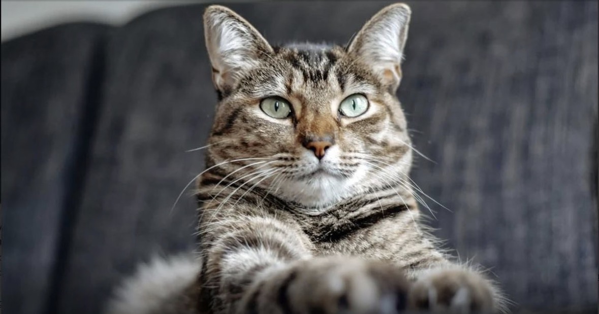 Macet mbijetojnë falë kujdesit të të burgosurve: Një histori dashurie brenda mureve të burgut 