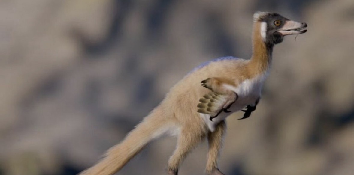 Njihuni me dinosaurin e vogël që po rishkruan historinë e evolucionit 