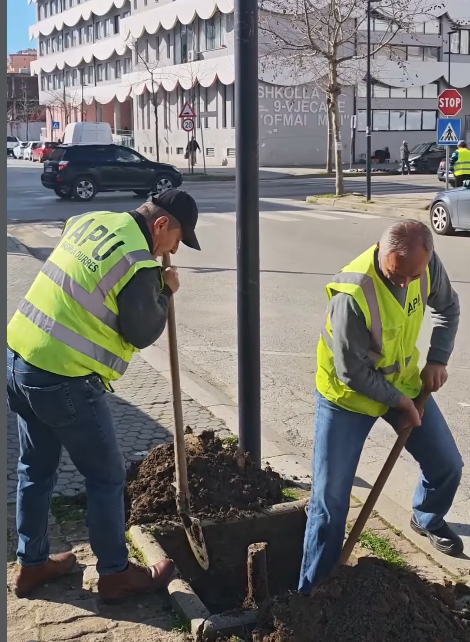 Nis mbjellja e 500 pemëve dekorative në Durrës, Sako: Në fokus të punës sonë të shtojmë hapësirat e gjelbëra (VIDEO)