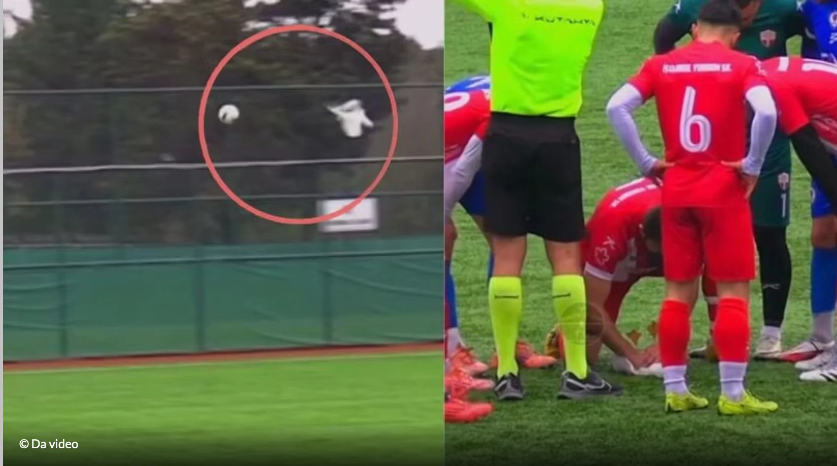 Futbollistët shpëtojnë pulëbardhën e goditur nga topi…por humbasin ndeshjen