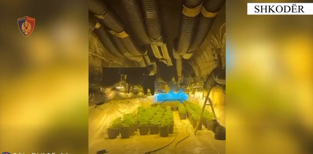 Zbulohet një tunel droge në Shkodër, në pranga dy kultivuesit dhe një punonjës i OSHEE-së