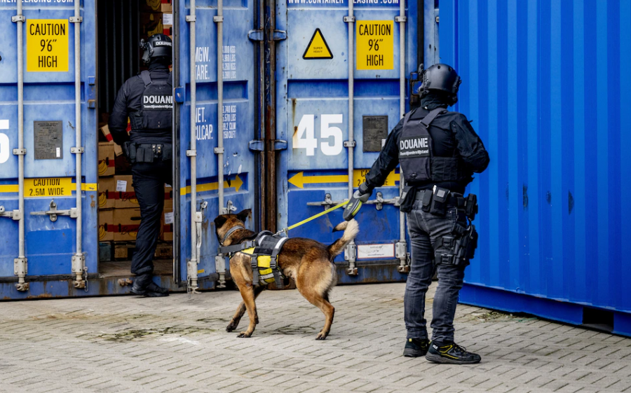 Kokaina humbet vlerën/ Gazeta holandeze: Mafia shqiptare zhvendoset tek hashashi, përfitim i njëjtë dhe më pak rrezik kapje 