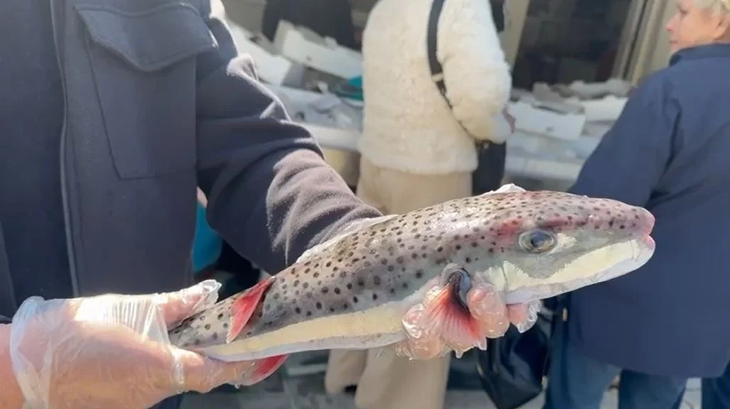 Kapet në Vlorë peshku helmues tepër i rrezikshëm!