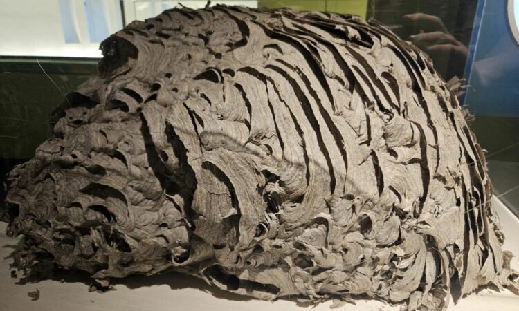 Pamjet virale/ Fole gjigante grerëzash zbulohet në New York, ekspozohet në muze