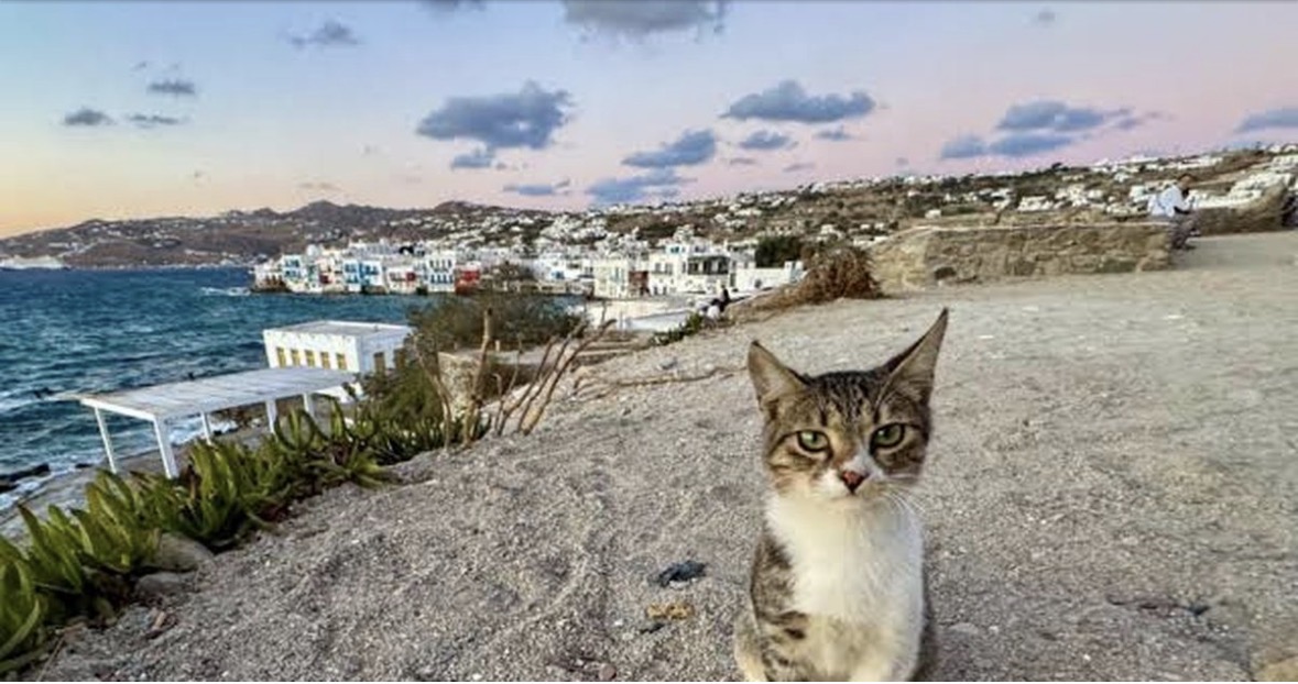 Greqia forcon ligjin kundër dhunës ndaj kafshëve, deri në 10 vite burg 