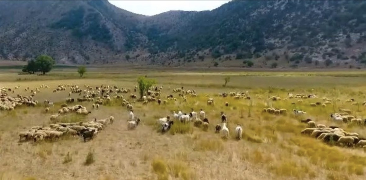 Të rinjtë do të mbështeten me 7-10 mijë euro për zhvillimin e blegtorisë