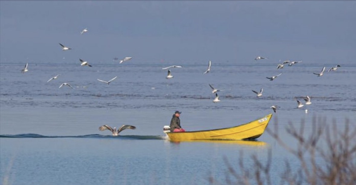 61 specie dhe mbi 93 mijë shpendë ujorë dimërues në Shqipëri 